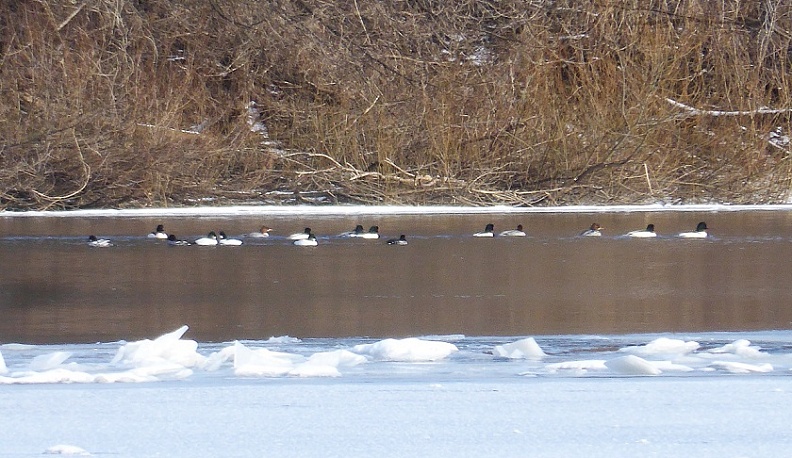 В Калужской области зимуют более 900 водоплавающих птиц