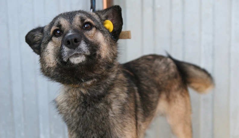 И с биркой в ухе…