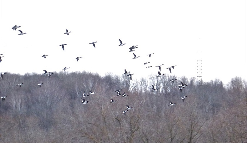 В Калуге у Оки насчитали 200 перелетных птиц