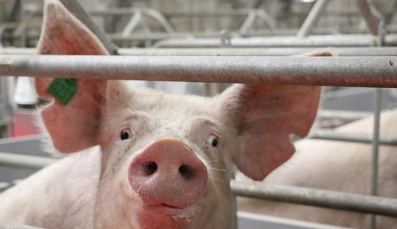 В Калужской области ликвидируют два очага африканской чумы свиней