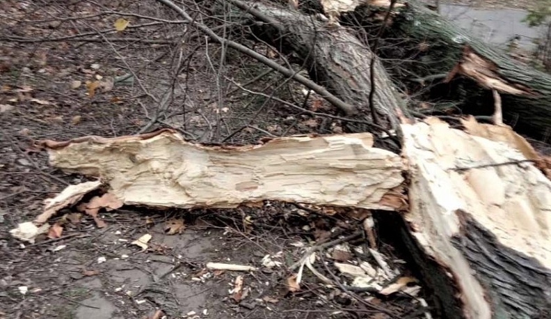 В Калуге из-за сильного ветра упало шесть деревьев