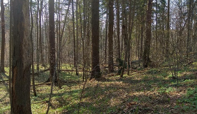 Лес на востоке Калужской области стал памятником природы