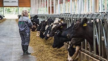 Более 600 тысяч тонн молока произвели в Калужской области за год