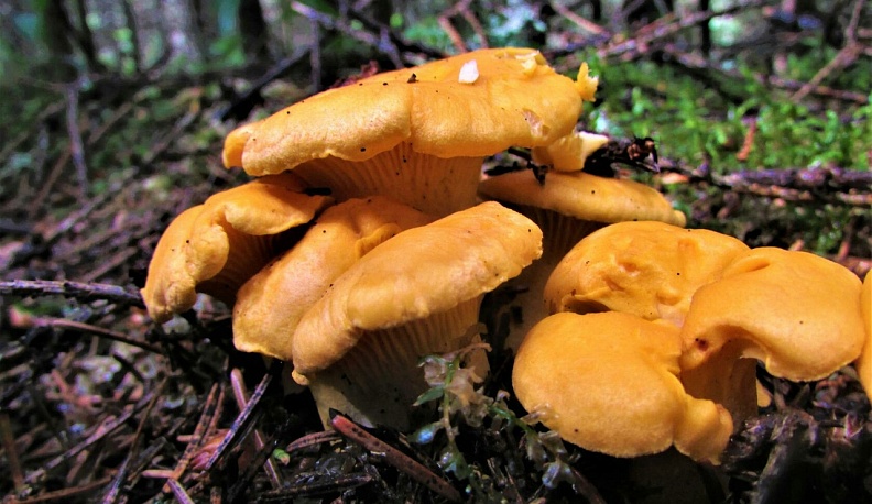 Калужская область продала за рубеж около 570 тонн лисичек