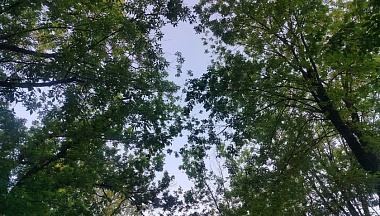 Карта зеленых насаждений появилась в Калуге