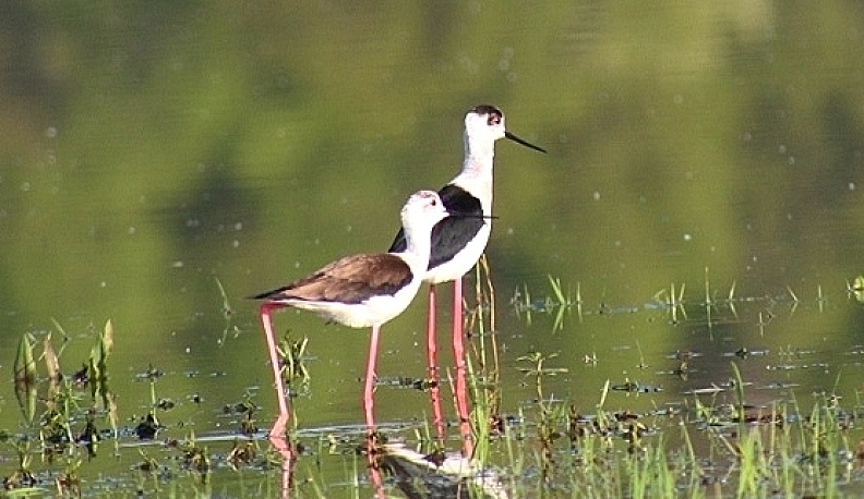 В Перемышльском районе орнитологи заметили новый вид птиц