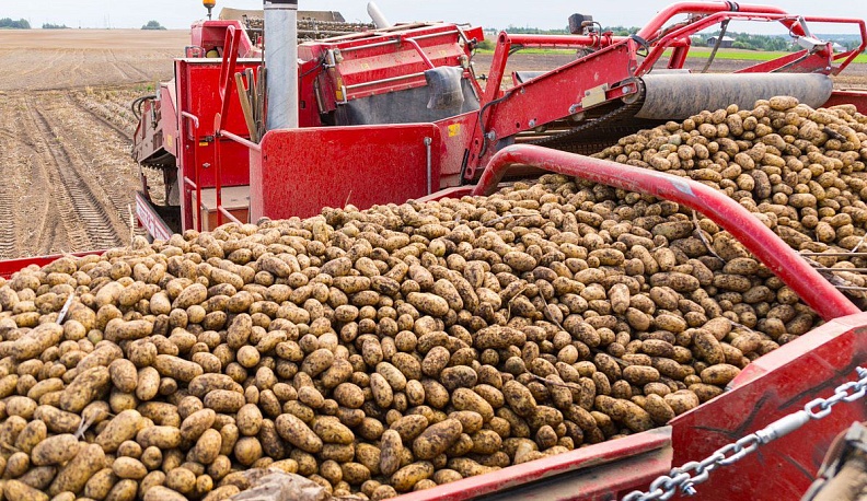 Картофелеводство ждёт помощи