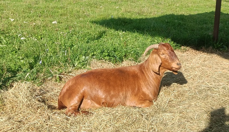 В 2025 году в Калужской области снизилось число очагов особо опасных заразных болезней сельскохозяйственных животных