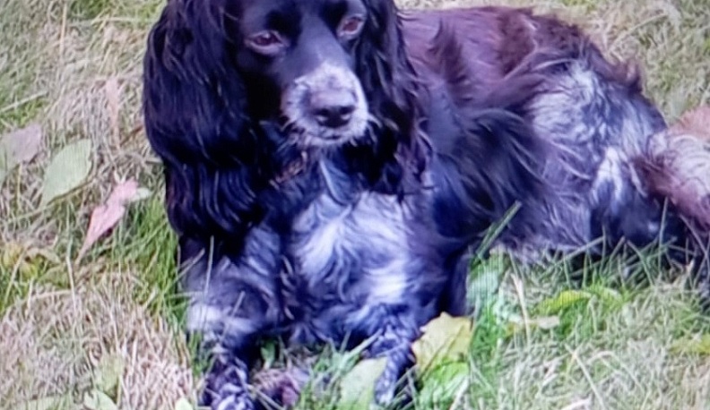 Владислав Шапша поручил градоначальнику Калуги обезопасить граждан от бездомных собак