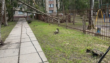 Последствия непогоды: в Обнинске повалены ветром семь деревьев