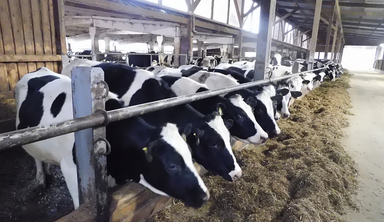 «Швейцарское молоко» в условиях западных санкций планирует дальнейшее развитие