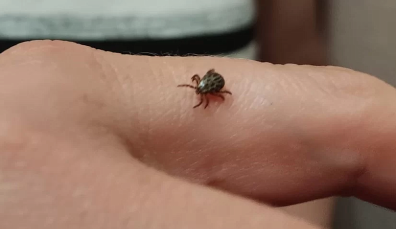 В Калужской области за неделю от укусов клещей пострадало более 200 человек