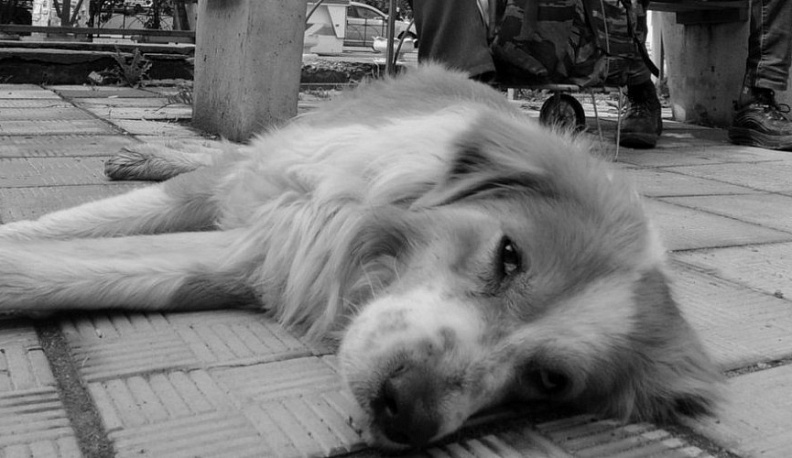 В Калуге принимают онлайн-заявки на отлов животных