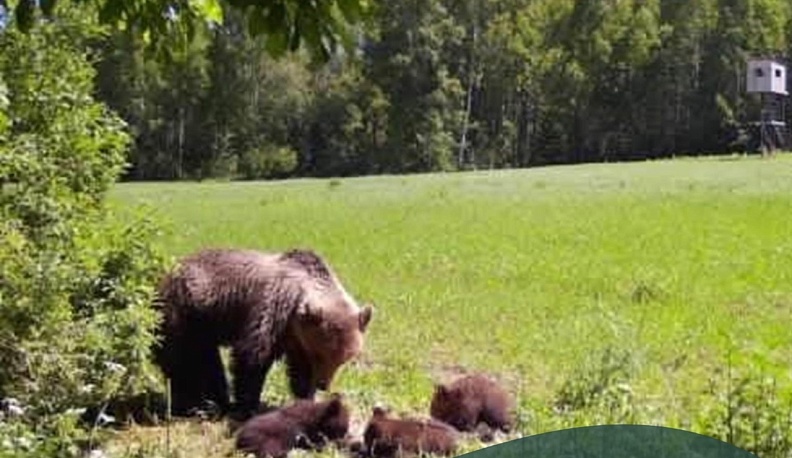 В одном из районов Калужской области фотоловушка поймала медведицу с медвежатами
