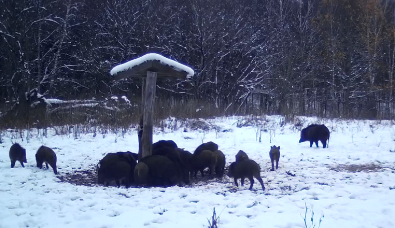 В Калужской области засняли кормящихся кабанов