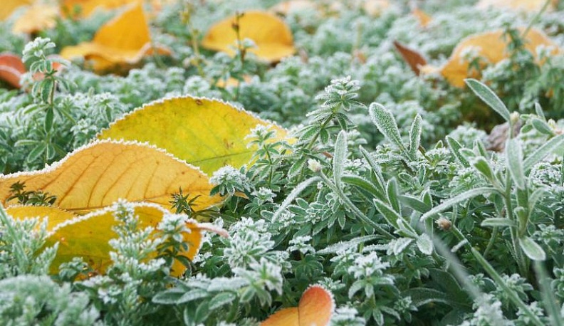 МЧС предупреждает о заморозках в Калужской области в четверг