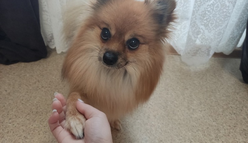 В Калуге построят площадку для дрессировки собак