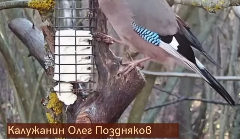 Калужский эколог запустил в сети прямую трансляцию из гнезд птиц