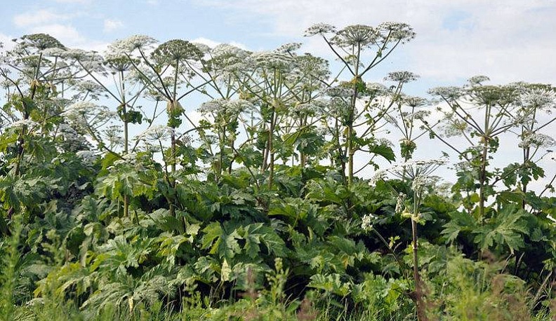 Зараставшие борщевиком земли в Калужской области ввели в сельхозоборот