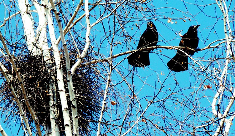 Грачи несут в Калугу весну