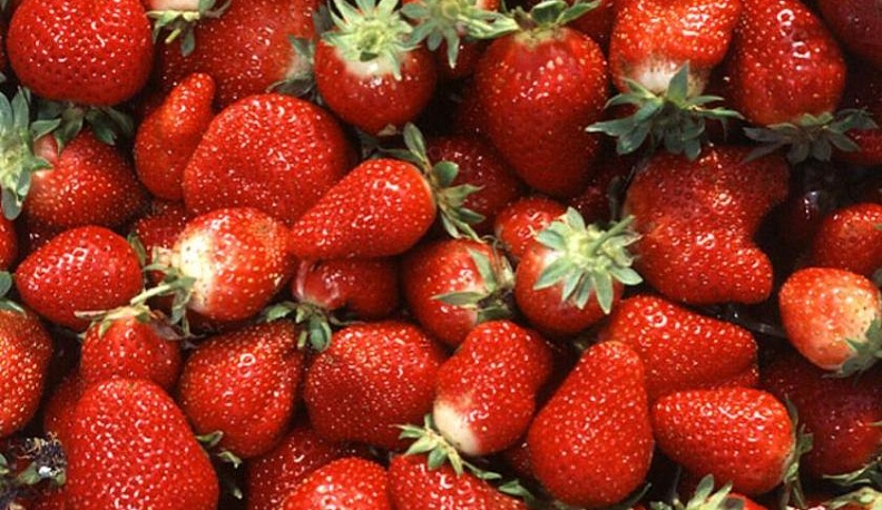 Калужский Россельхознадзор запретил ввоз в Россию 18 тонн зараженной клубники