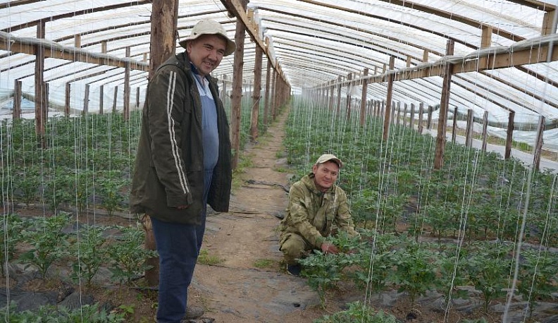 Под сводами шатров 