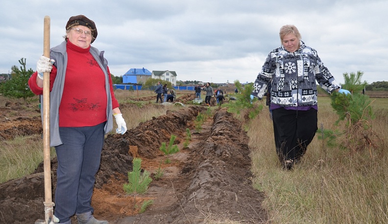 На берегу Угры высажены более тысячи сосновых саженцев