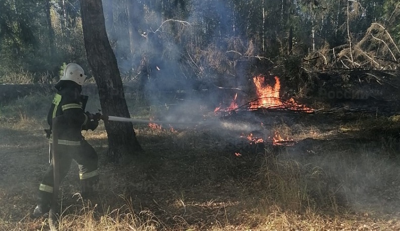 В Калужской области загорелся лес