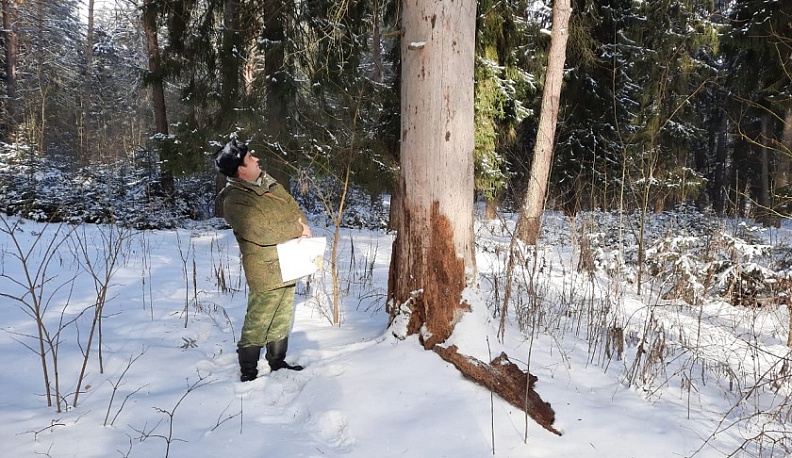 В городском бору Кондрова обустроят экологическую тропу