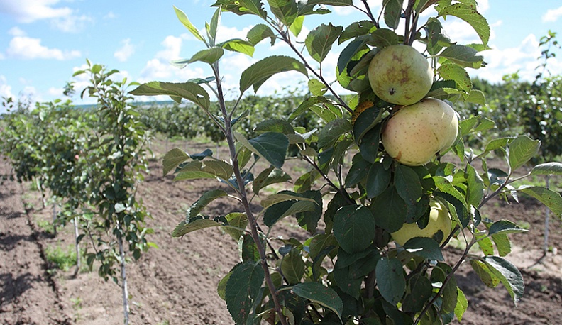 Молодые яблоневые сады в ООО «Зеленые линии-Калуга».