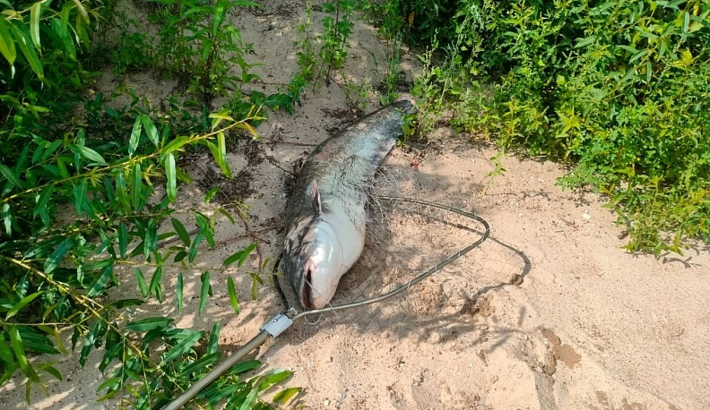 Сенсационный улов на Оке: ферзиковчанин поймал 26-килограммового сома  