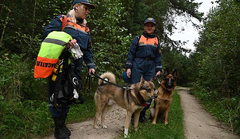 Идущие лесом