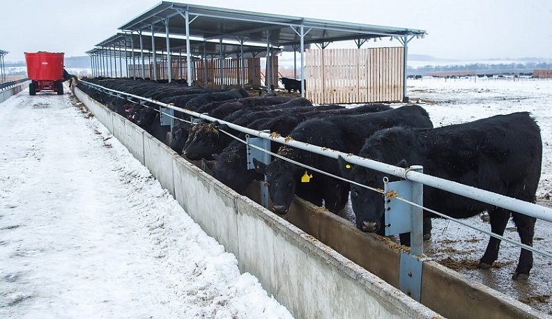 В Калужской области насчитали 107 тысяч голов рогатого скота