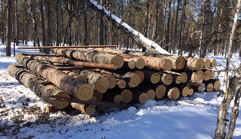 В Калуге поймали "черного лесоруба"