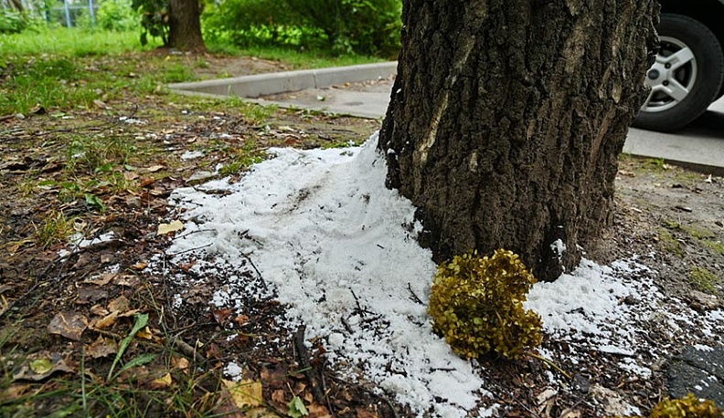 В Калуге неизвестные вандалы посолили берёзы