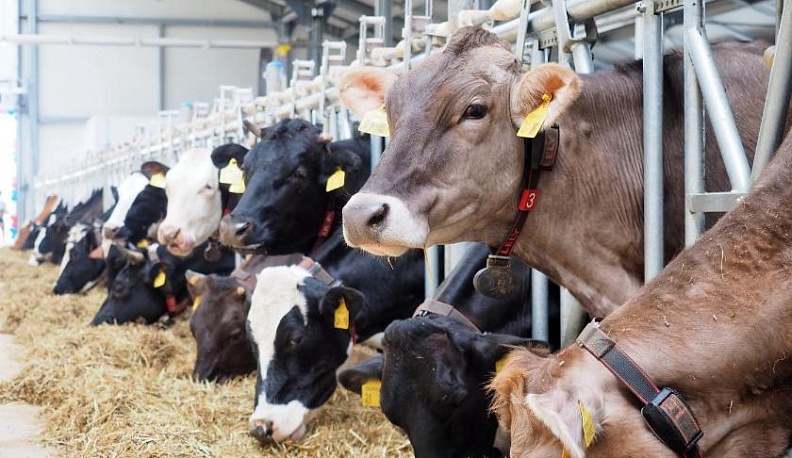 Более тысячи тонн молока ежедневно производится в Калужской области 