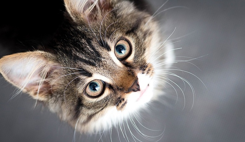 В Калуге мужчина зарезал соседа из-за того, что тот пнул кота