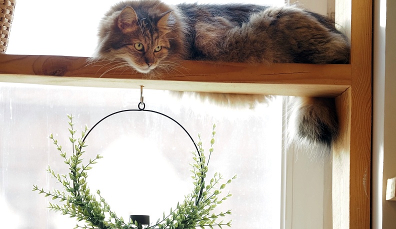 Дом   с хвостом