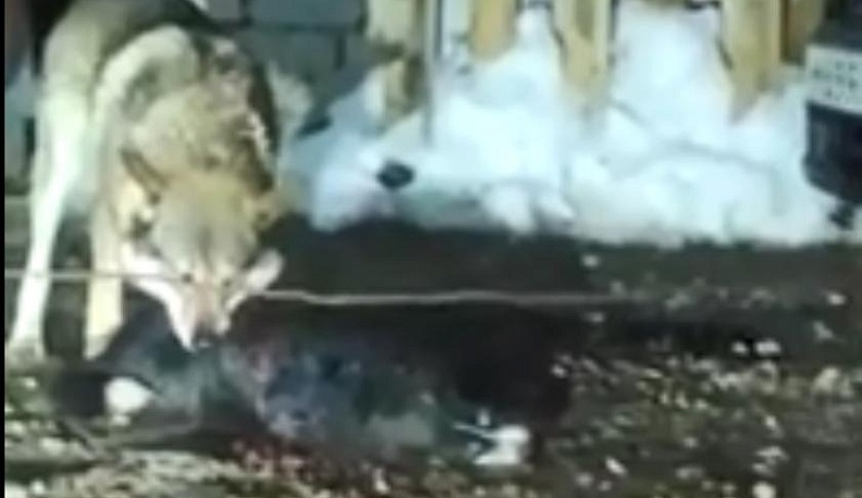 За ночь калужане трижды сообщили о стае волков в городе