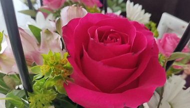 Более 12 миллионов калужских цветов доставили по стране и за рубеж в 2025 году