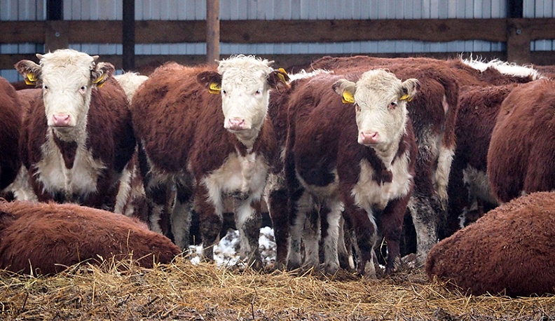 Среди направлений работы:  сопровождение получателей господдержки – от подачи заявки до составления отчетов;  консультации по вопросам организации и ведения фермерской деятельности;  проведение обучающих мероприятий (семинаров) по ведению бизнеса в АПК
