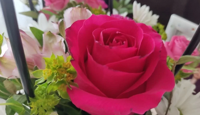 Более 12 миллионов калужских цветов доставили по стране и за рубеж в 2025 году