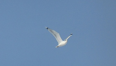 Под Калугой начался весенний пролет чаек