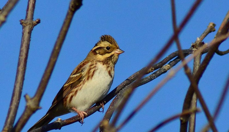 В Калужскую область залетела птичка из тайги