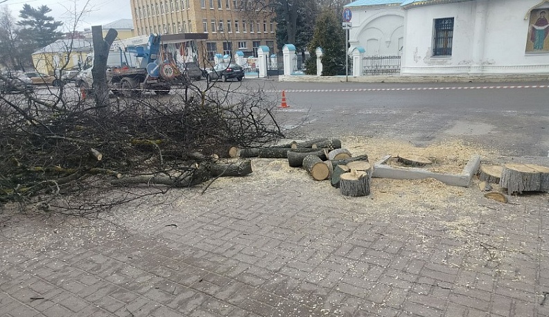 В Калуге продолжается вырубка заражённых деревьев