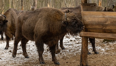 Сено…  по-царски