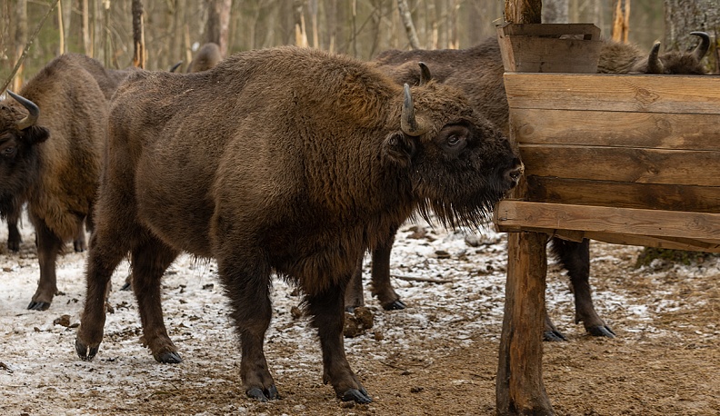 Сено…  по-царски