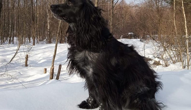 В Калуге за год отловили 559 бездомных собак