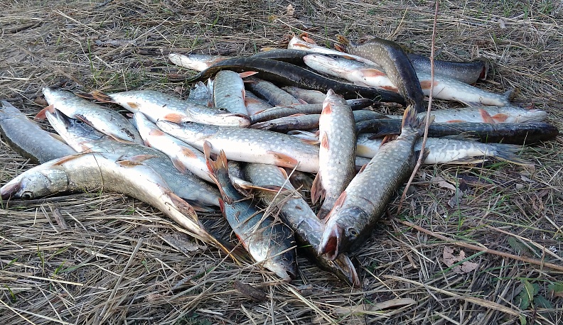 Отчего горчит уха