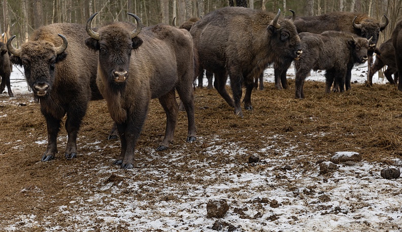 Сено…  по-царски